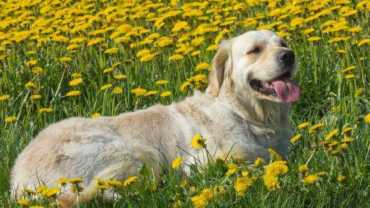 Dog Drives - a golden retriever laying in a field of flowers