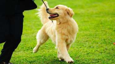 why training your golden retriever is so important - a GR being trained to walk on a leash