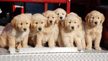 where is the best place to get a golden retriever? A pic of a litter of GR puppies