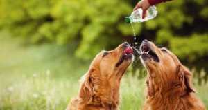 golden retriever how much exercise how much exercise does a golden retriever need golden retriever how much exercise how much exercise does a golden retriever need