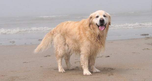 overweight golden retriever obesity in golden retrievers and how to deal with it overweight golden retriever obesity in golden retrievers and how to deal with it