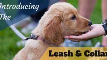 Introducing the leash and collar written across a golden retriever puppy with chin resting on a hand
