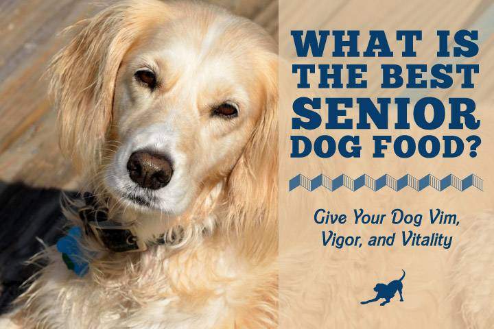 senior dog-01