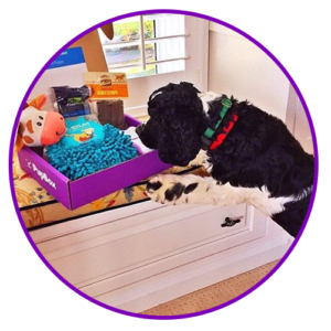 Pupbox