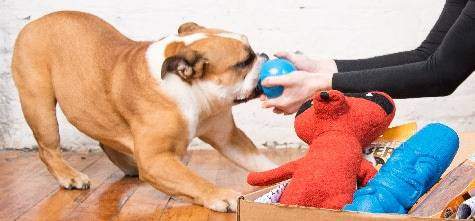barkbox