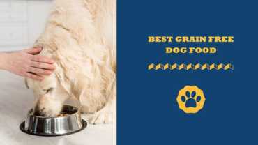 Best Grain Free Dog Food