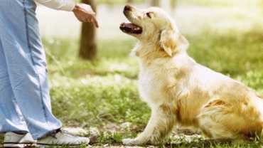 what is the right age to start training a golden retriever - a GR being trained to sit