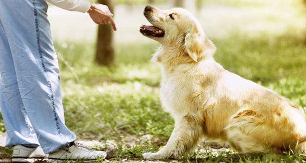 golden retriever trainers near me