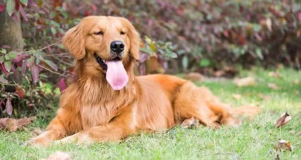 Golden Retriever History - A Golden laying in the grass