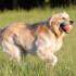 how much exercise should a golden retriever get golden retriever health and care totally goldens how much exercise should a golden retriever get golden retriever health and care totally goldens