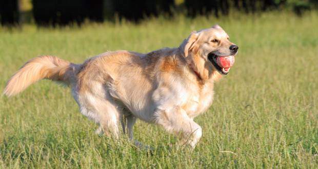 How Much Exercise Does A Golden Retriever Need Totally Goldens