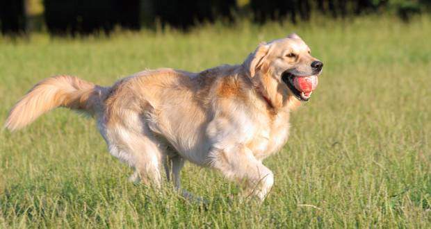 Golden Retrievers Lieblingsbeschäftigung - mit einem Ball im Maul laufen