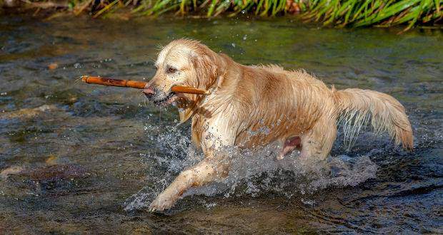 Golden Retriever, der einen Stock trägt und durch Wasser spritzt