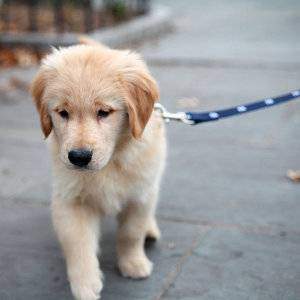 Is Crate Training Cruel Totally Goldens