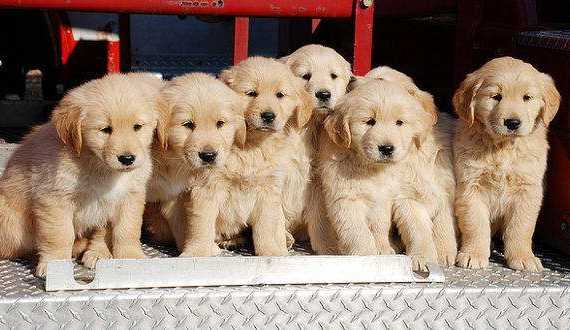 Border Collie Golden Retriever Mix Meet The Gollie