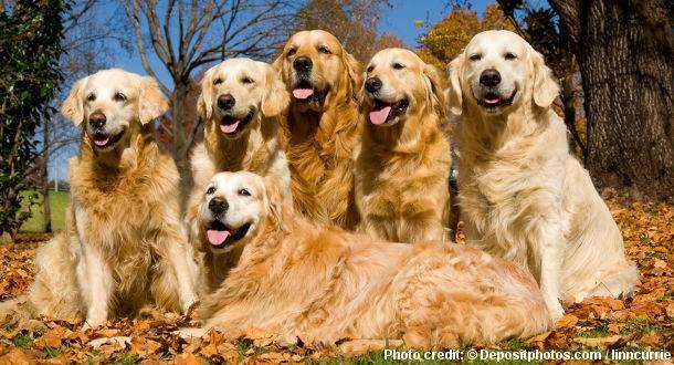 golden retriever dog 101