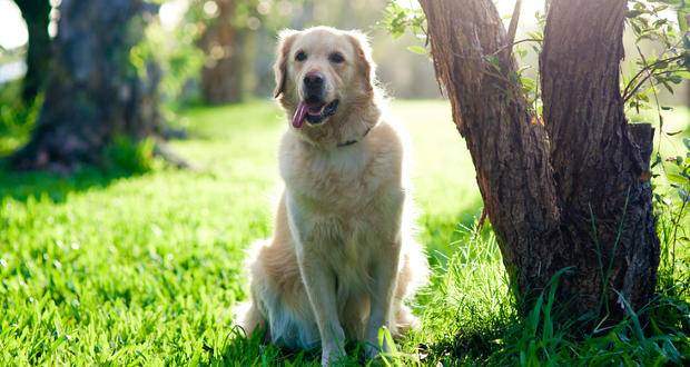 A golden retriever siting by a tree soaked in sunlight from behind