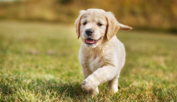 Golden Retriever puppy rent over gras naar camera