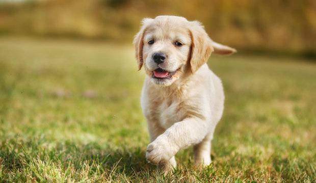 Golden Retriever Welpe läuft auf Gras in die Kamera