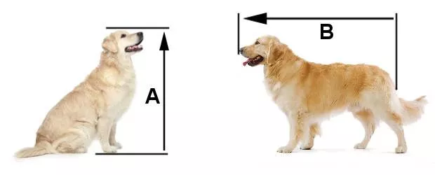 Finding the Right Crate Size for Your Dog