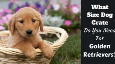 what size dog crate do you need written beside a golden retriever puppy in a basket