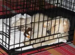 golden retriever sleeping in a crate