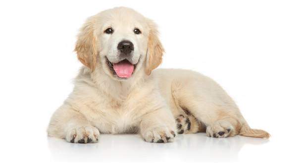 do you leave water in crate for puppy