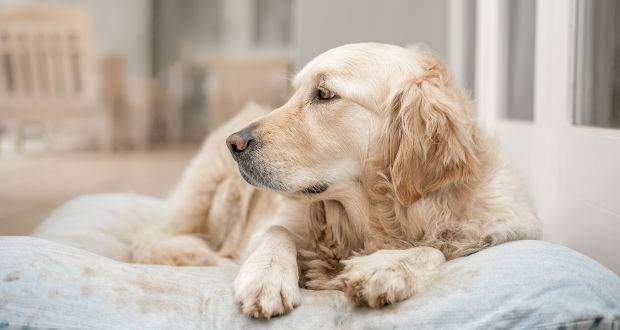 Golden Retriever resting on her pillow after lots of playing.