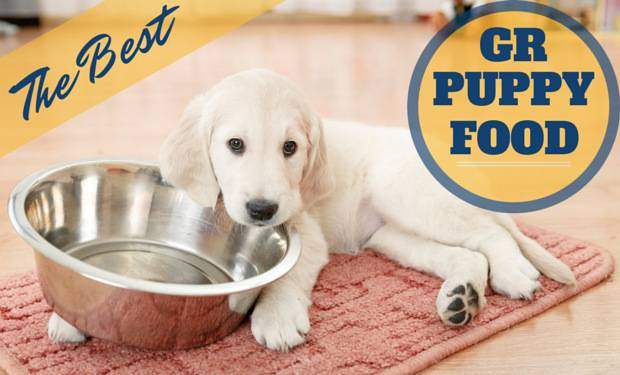 best food to feed a golden retriever puppy