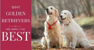 golden retriever age calculator golden retriever faq totally goldens golden retriever age calculator golden retriever faq totally goldens