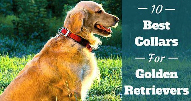 best leash for golden retriever puppy 10 of the best collars for golden retrievers best leash for golden retriever puppy 10 of the best collars for golden retrievers