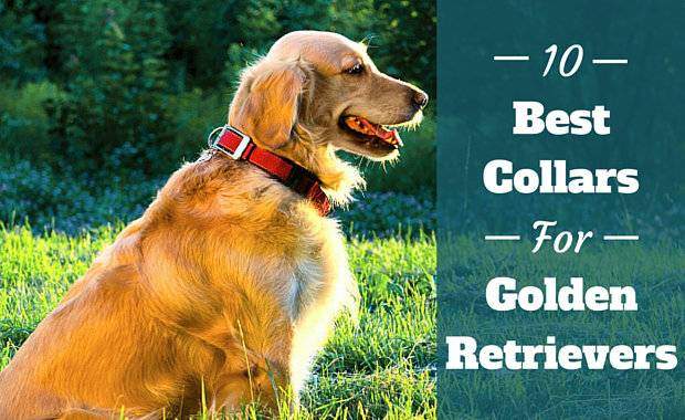 best leash for golden retriever puppy