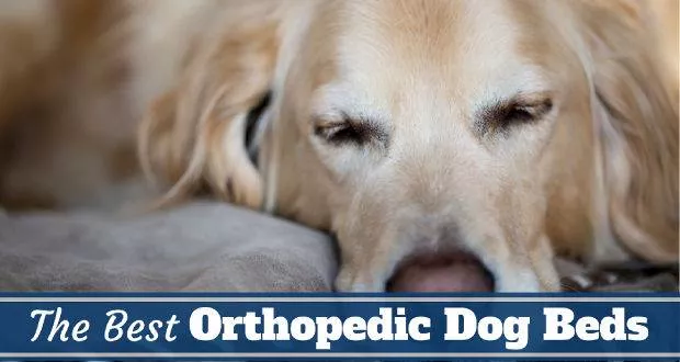 best orthopedic dog bed