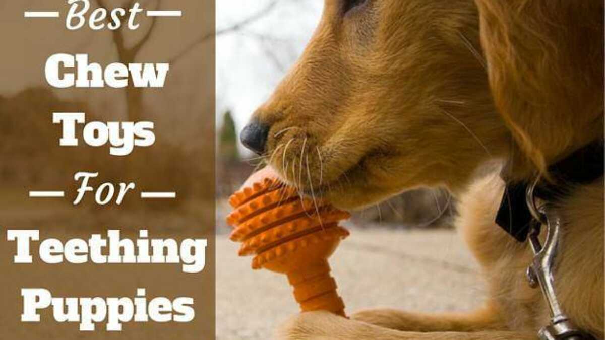 What Food Is Good For Teething Puppies