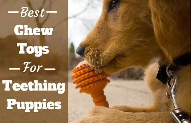golden retriever puppy chewing an orange rubber teething toy
