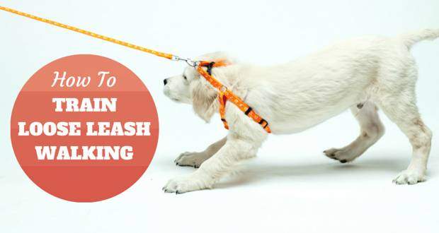 Leash Training Techniques for your Golden Retriever