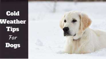 Almost white golden retriever lying in snow