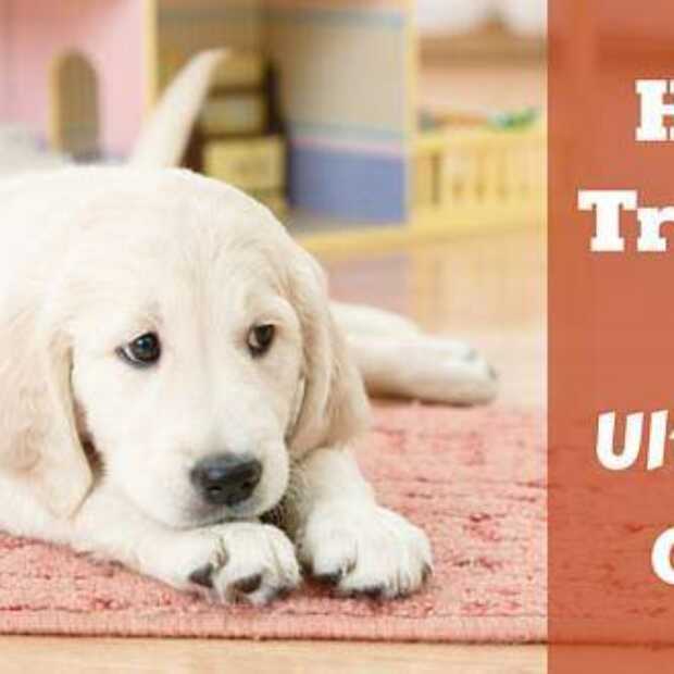 House Training a Puppy The Complete Guide Totally Goldens