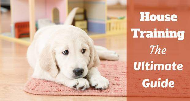 best way to potty train a golden retriever puppy