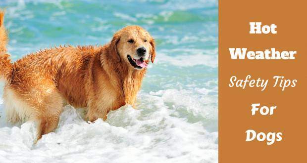 A golden retriever standing in the surf on a beach