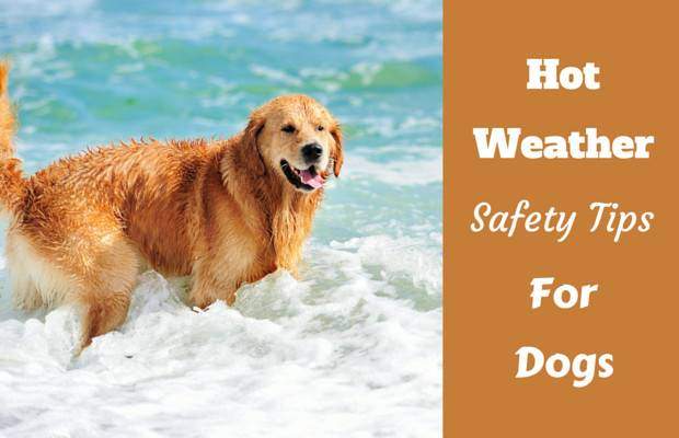 Hot Weather Safety Tips For Pets, pets,safety,hot weather,weather,hot weather safety for pets,tips,summer safety tips for pets,pet safety tips,hot weather safety,hot weather dogs: tips for keeping your canine cool,hot weather tips,dog hot weather tips,summer safety tips for adults,summer safety for pets,summer safety tips for kids,summer safety tips for dogs,pets summer safety tips,summer safety tips for the workplace