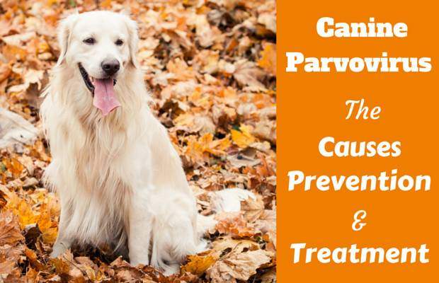 prevention of parvovirus in dogs