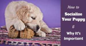how to cut golden retriever nails new puppy checklist be prepared before bringing puppy home how to cut golden retriever nails new puppy checklist be prepared before bringing puppy home