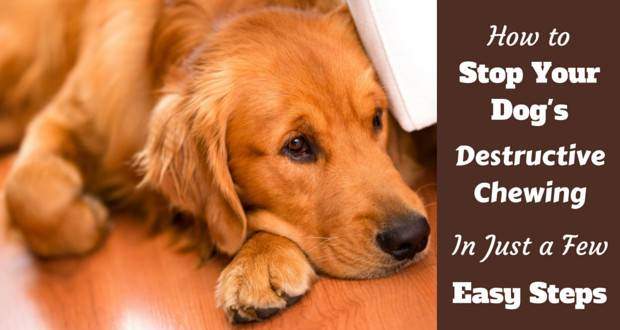 How To Stop Your Golden Retriever S Destructive Chewing