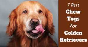 best vacuum for golden retriever hair golden retriever health and care totally goldens best vacuum for golden retriever hair golden retriever health and care totally goldens