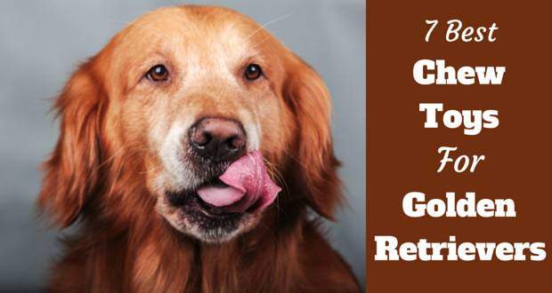 Best Chew Toys For Golden Retrievers Written Beside A Nice Portrait Photo Of