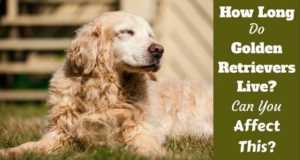 how often should i bathe my golden retriever an intro to caring for your golden retriever how often should i bathe my golden retriever an intro to caring for your golden retriever