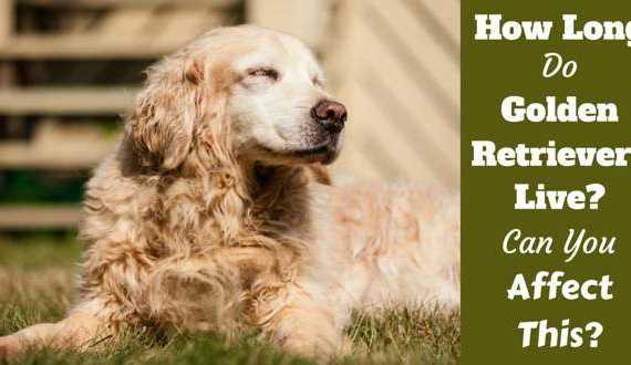 40 lb golden retriever