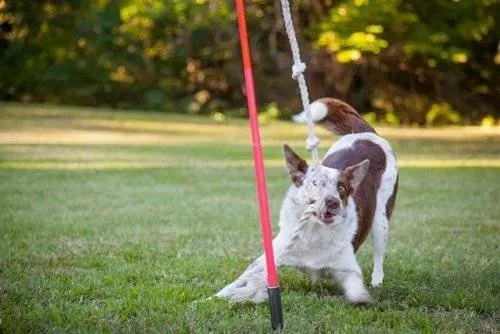 A dog playing with Tether Tug Dog Toy on grass