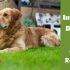 best vacuum for golden retriever hair golden retriever health and care totally goldens best vacuum for golden retriever hair golden retriever health and care totally goldens